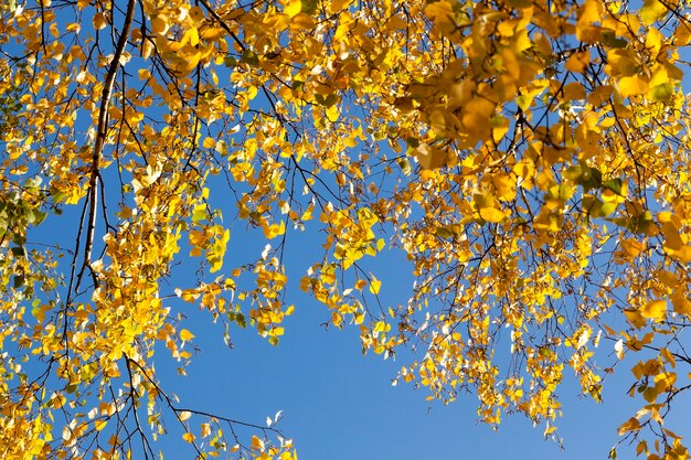 Branches de feuillage jaune de bouleau contre un ciel bleu, temps ensoleillé à l'automne