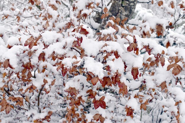 Branches et feuilles du hêtre Fagus sylvatica recouvertes