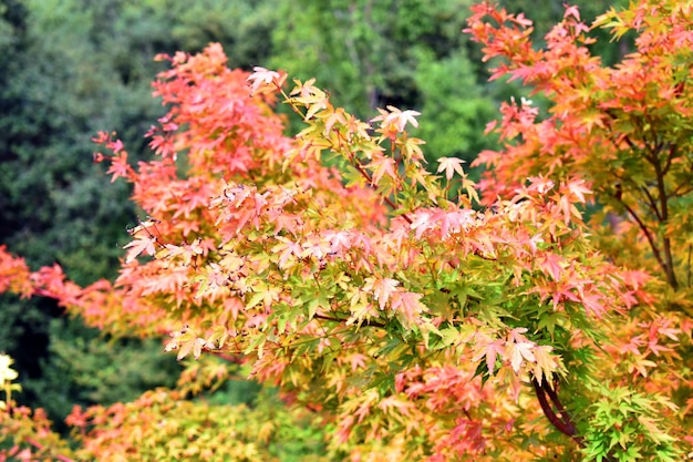 Branches et feuilles d'érable du Japon Acer palmatum