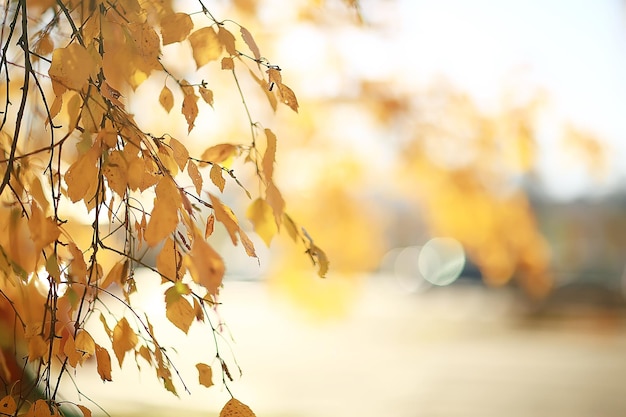 branches feuilles fond jaune / abstrait saisonnier feuilles tombantes belle photo