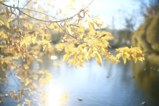 branches feuilles fond jaune / abstrait saisonnier feuilles tombantes belle photo