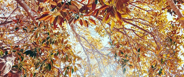 Photo branches et feuilles d'olivier de fond botanique en été belle nature