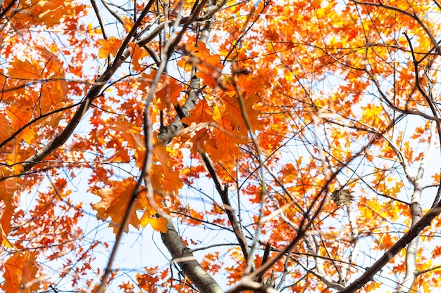 Branches avec des feuilles orange de chêne rouge