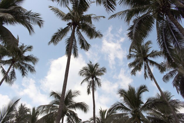Branches de feuilles de palmier sur le fond de ciel bleu nuage