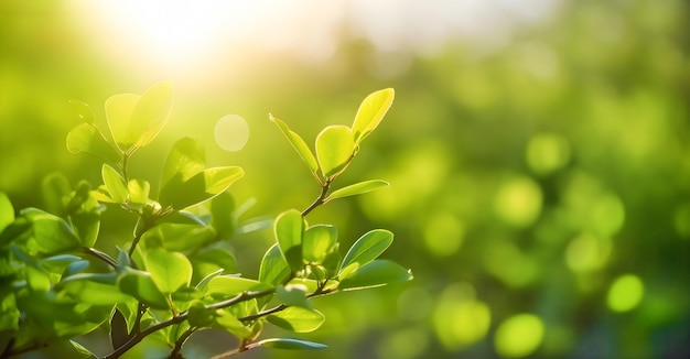 Branches avec des feuilles vertes avec le soleil qui brille dessus Fond de feuille verte avec un beau bokeh sous la lumière du soleil