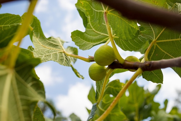 Branches de figuier Ficus carica avec des feuilles vertes et des fruits mise au point sélective De délicieuses figues italiennes vertes plante mûre branchfico bianco d'ingrédient de fruits cilentohealthy