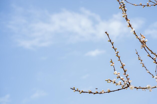 branches fleuries d'un arbre fruitier contre le ciel récolte de fruits pollinisation des fleurs