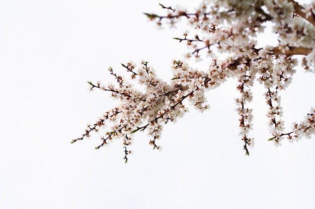 Branches fleuries au printemps