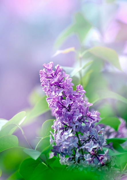 Branches fleuries lilas