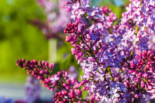 Branches fleuries de lilas