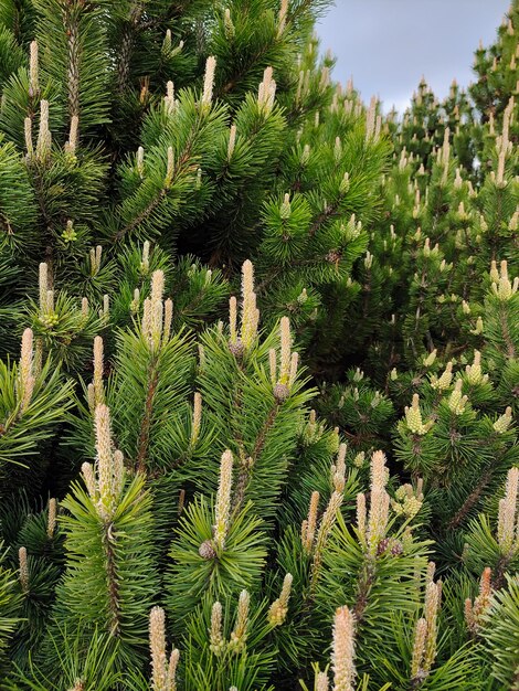 Branches fleuries d'un pin avec des pousses verticales aux extrémités