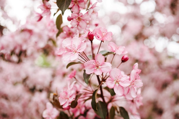 Branches fleuries de pommier de fleurs roses sur le fond rose de bokeh