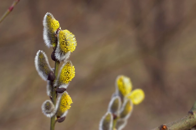 Branches fleuries de saule jaune moelleux avec un printemps en gros plan