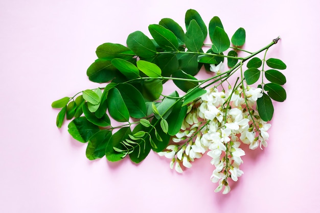 Branches En Fleurs D'acacia Blanc Avec Des Feuilles Vertes Sur Rose B