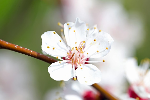 Branches en fleurs d'arbre fruitier