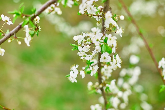 Branches de fleurs de cerisier en fleurs pour cartes de voeux de Pâques et de printemps avec espace de copie Beau fond de printemps floral du concept de printemps nature