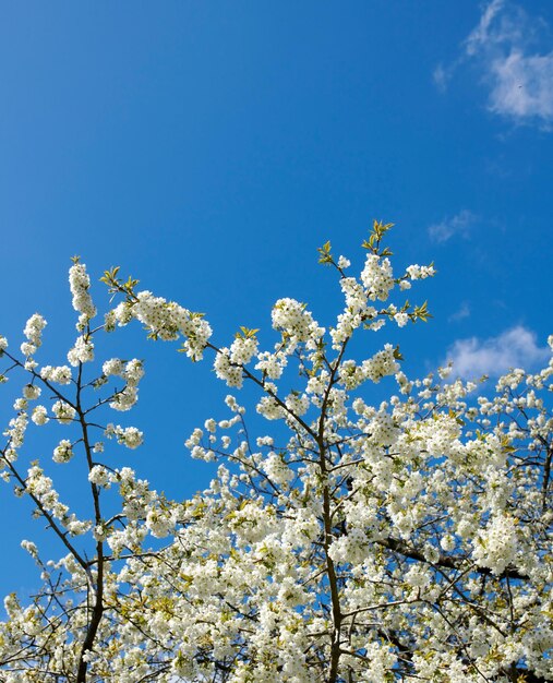 Branches de fleurs de cerisier japonaises blanches sur fond d'espace de copie de ciel bleu Arbre fruitier prunus serrulata délicat et pur de l'espèce rosaceae qui fleurit dans un jardin par une journée ensoleillée à l'extérieur