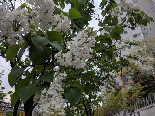 Les branches en fleurs de cet arbre en fleurs sont toutes blanches