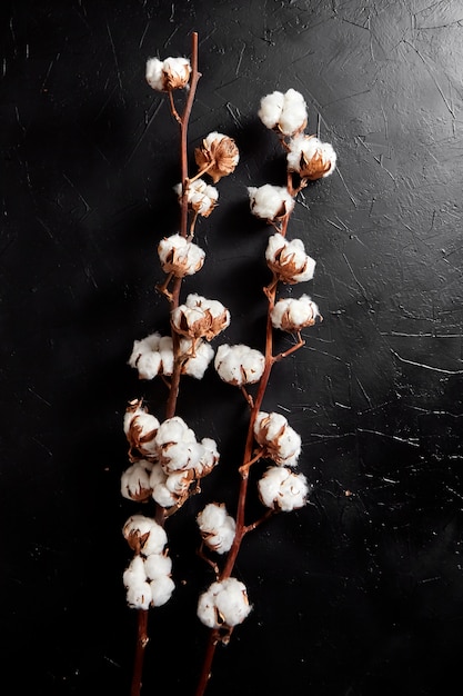 Branches de fleurs de coton duveteuses blanches sur fond de pierre noir foncé