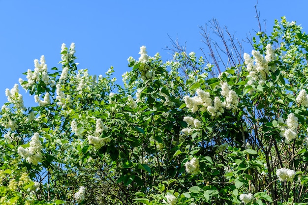 Branches en fleurs du lilas blanc au printemps
