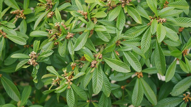 Les branches en fleurs des inflorescences blanches de châtaignier se balancent dans le vent en temps réel