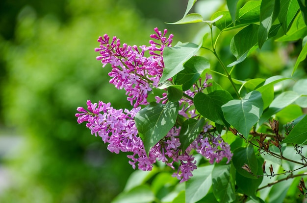 Branches en fleurs de lilas Mise au point sélective