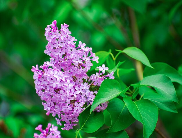 Branches en fleurs de lilas Mise au point sélective