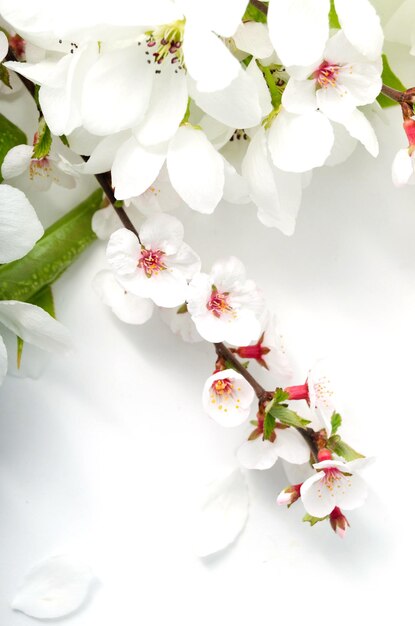 Branches en fleurs de pomme et de cerise sur fond blanc gros plan