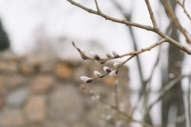 Branches de fleurs de saule avec des chatons contre le ciel bleu Fond de printemps Gros plan