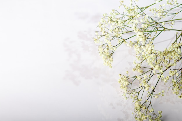 Branches Avec Des Fleurs Séchées Blanches Sur Fond Blanc