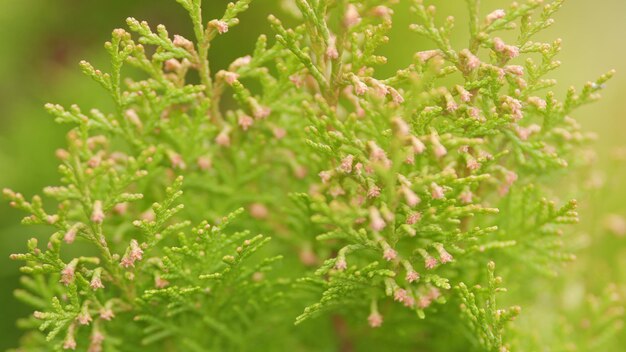 Photo branches de la flore naturelle du thuja vert (thuja plicata)