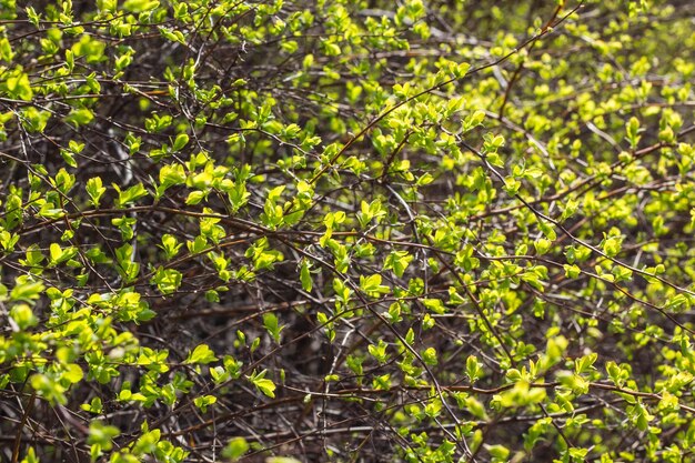 Branches avec fond de jeunes feuilles vertes