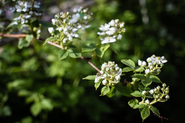 Branches de framboises en fleurs sur un arrière-plan flou Beau paysage de campagne naturel Mise au point sélective sur le premier plan avec un arrière-plan flou