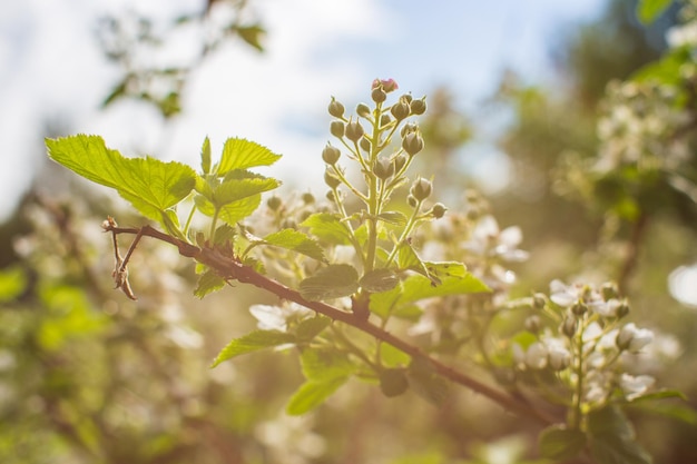 Branches de framboises en fleurs sur un arrière-plan flou Beau paysage de campagne naturel Mise au point sélective sur le premier plan avec un arrière-plan flou