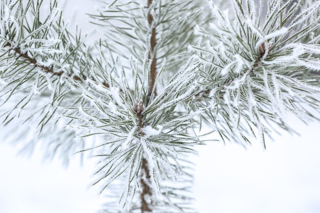 Branches gelées de charme sur fond d'hiver flou