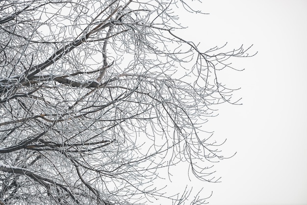 Branches gelées sur ciel blanc