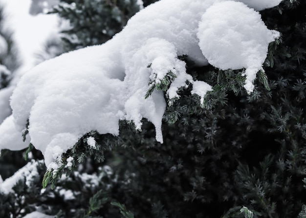 Les branches de genévrier sont couvertes de neige blanche Fond de Noël et du Nouvel An