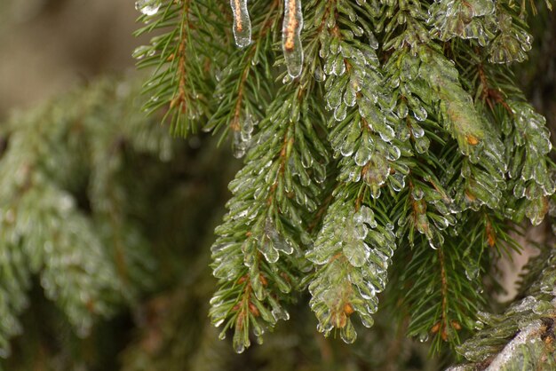 Branches givrées d'un sapin hiver fond saisonnier image de mise au point sélective