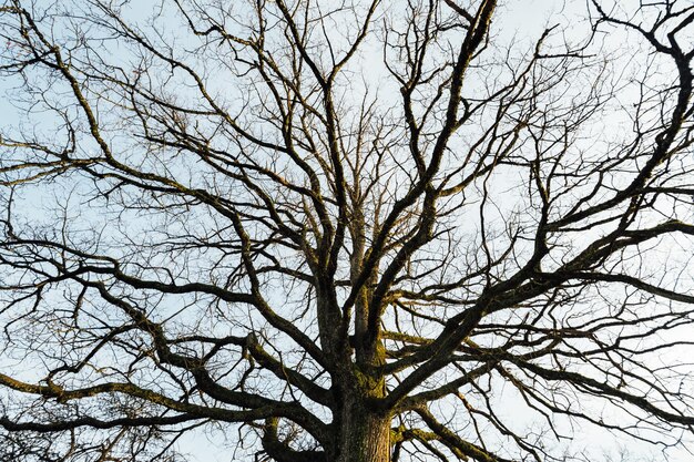 Branches d'un grand arbre sans feuilles idée et structure