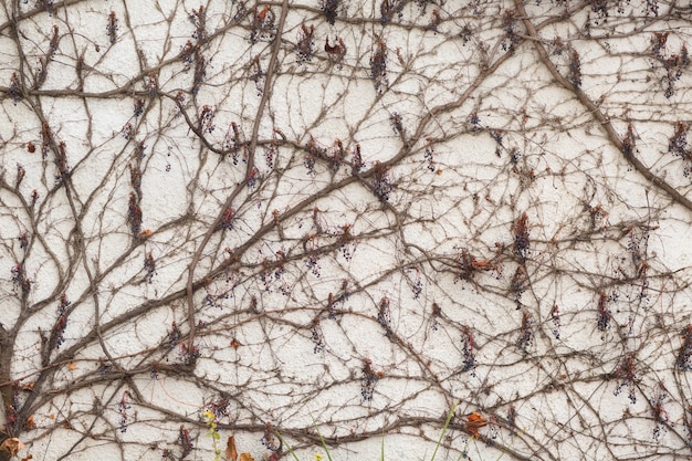 Branches grimpant liane avec des baies sur le fond de mur de plâtre blanc