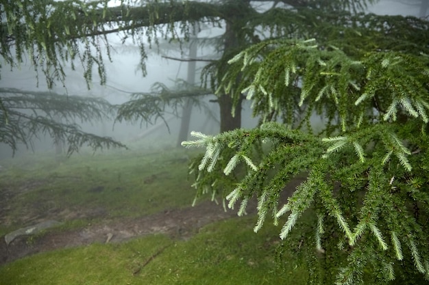 Branches humides d'un conifère avec de la rosée sur des aiguilles vertes dans la forêt dans le brouillard Flora des Pyrénées