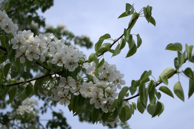 Branches Incurvées En Fleurs D'abricotier Recouvertes De Fleurs Blanches à Cinq Pétales Et De Feuilles Vertes