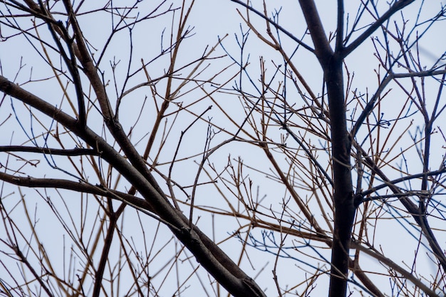 Branches d'un ipe, avec un beau ciel bleu