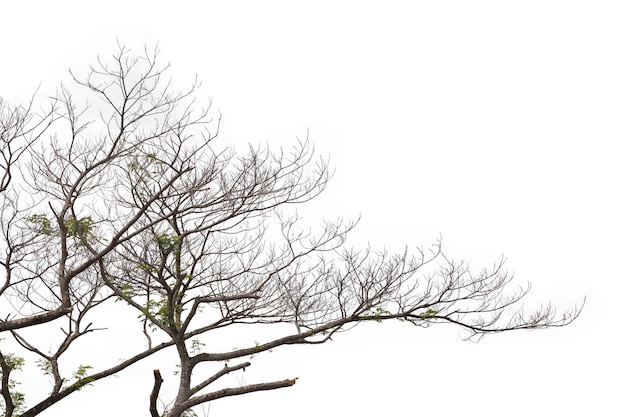 Branches isolés sur fond blanc. Tracé de détourage.