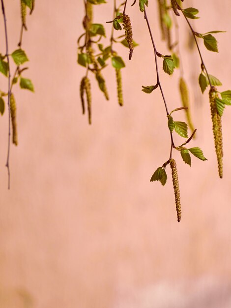 Branches d'un jeune bouleau.