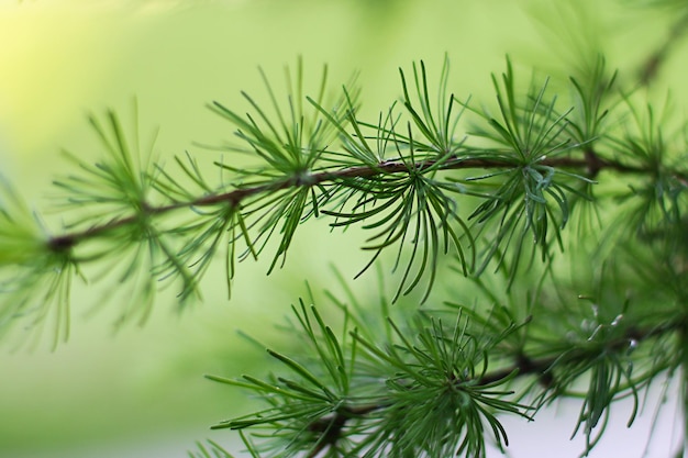 Branches avec de jeunes aiguilles Mélèze d'Europe Larix decidua