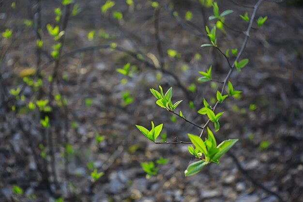 branches de jeunes feuilles vertes et bourgeons, fond saisonnier, paysage d'avril mars dans la forêt