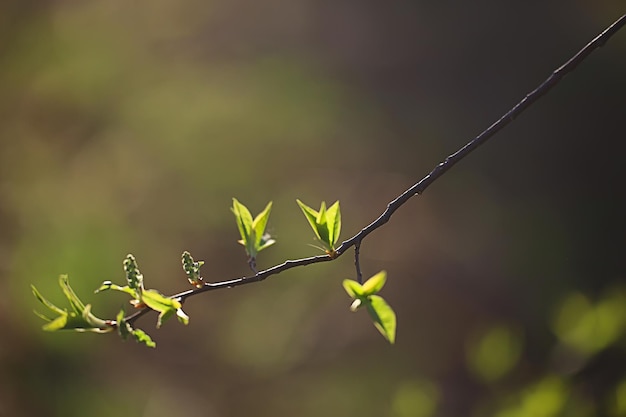 branches de jeunes feuilles vertes et bourgeons, fond saisonnier, paysage d'avril mars dans la forêt