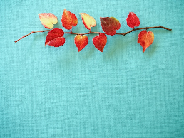 branches de lierre avec des feuilles rouges sur fond bleu fond d'automne lumineux