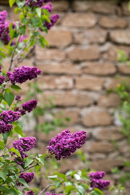 Branches lilas contre un mur de pierre de brique. copie espace